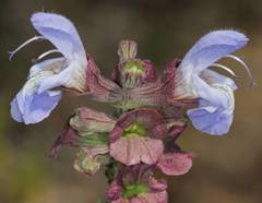 Salvia dentata