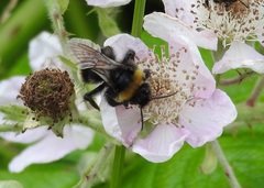 Bombus vestalis