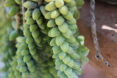 Sedum burrito