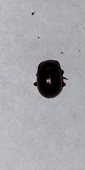 Chrysolina polita