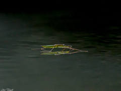 Cylindrostethus