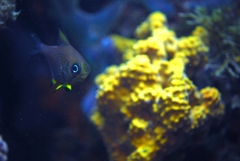 Pempheris multiradiata