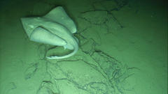 Bathyraja spinosissima