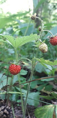 Fragaria vesca