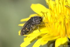 Acmaeodera knowltoni