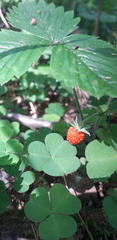 Fragaria vesca
