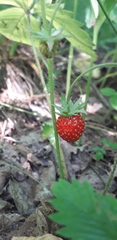 Fragaria vesca