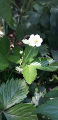 Fragaria vesca