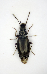 Syntomus obscuroguttatus