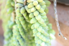 Sedum burrito