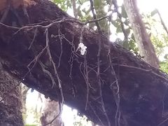 Microcoelia macrantha