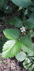 Fragaria vesca