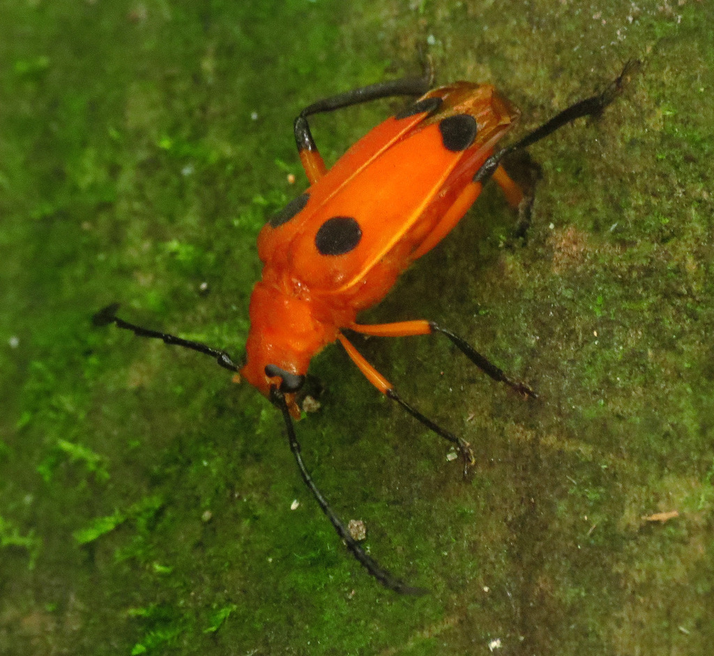 Myzomorphus quadripunctatus