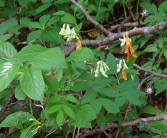 Lathyrus laevigatus occidentalis