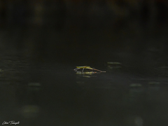 Cylindrostethus