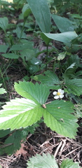 Fragaria vesca