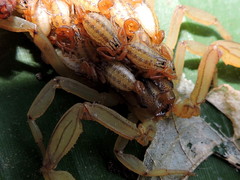 Centruroides elegans