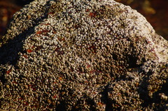 Chthamalus hedgecocki