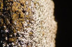 Chthamalus hedgecocki