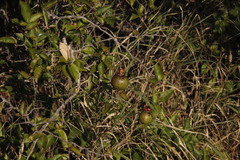 Oncoba spinosa