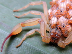 Centruroides elegans