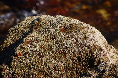 Chthamalus hedgecocki