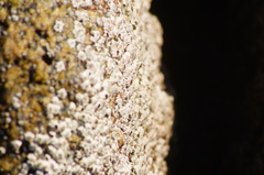 Chthamalus hedgecocki