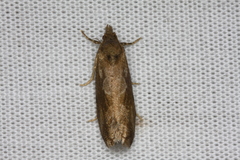 Endothenia quadrimaculana