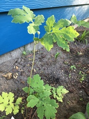 Stylophorum diphyllum