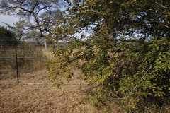 Oncoba spinosa