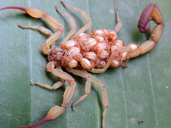 Centruroides elegans
