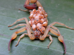 Centruroides elegans