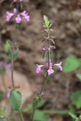 Stachys drummondii