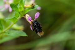 Paratetrapedia moesta