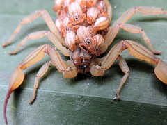 Centruroides elegans