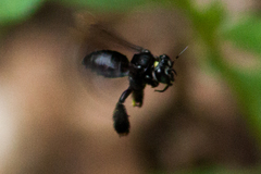 Paratetrapedia moesta