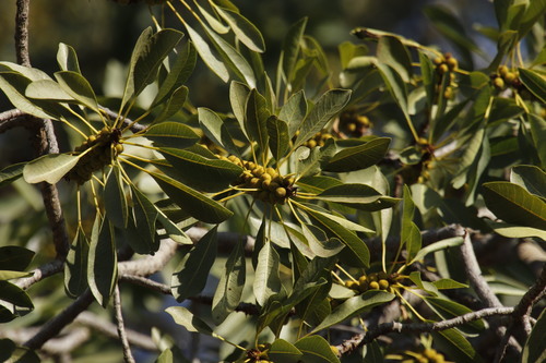 Image of Ficus petersii by (c) Tony Rebelo, some rights reserved (CC BY-SA)