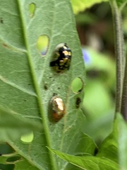 Deloyala guttata