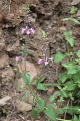 Stachys drummondii