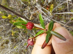 Kalmia polifolia