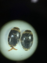 Laccophilus maculosus