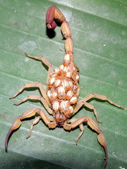 Centruroides elegans