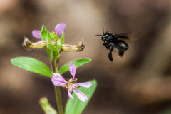 Paratetrapedia moesta