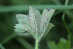 Trachyspora intrusa