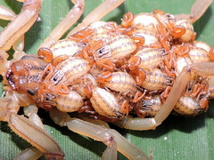 Centruroides elegans