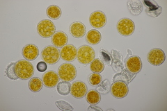 Trachyspora intrusa