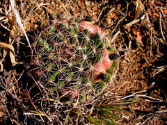 Mammillaria wrightii