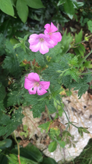 Geranium × oxonianum