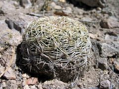 Coryphantha compacta