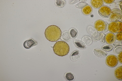 Trachyspora intrusa